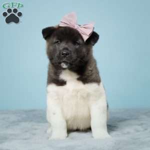 Akita Puppies for Sale - Greenfield Puppies